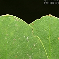 Sonneratia alba (Mangrove apple) ヤマプシキ in Daintree<br />Canon EOS KDX (400D) + EFS60 F2.8 + SPEEDLITE 380EX